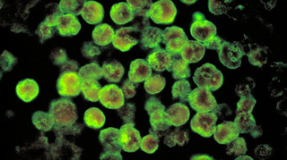 Image: CDC
